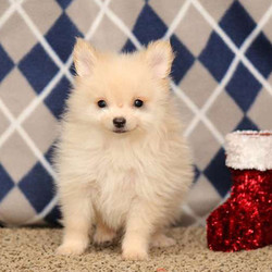 Tinker/Pomeranian/Male/10 Weeks,Tinker is a cute Pomeranian puppy that is fulll of spunk and a joy to be around! He is vet checked and up to date on shots and wormer. He also comes with a 1 year genetic health guarantee from the breeder and can be ACA registered. If you would like more information on Tinker, please contact the breeder today!