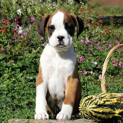 Jinx/Boxer/Male/16 Weeks,Meet Jinx, a bubbly Boxer puppy who is being family raised. This outgoing pup loves to play and is ready to romp around with you and your family. Jinx is vet checked, up to date on vaccinations & dewormer plus comes with a health guarantee provided by the breeder. To learn more about Jinx, contact the breeder today!