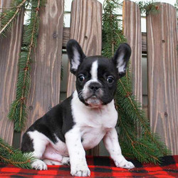 Omar/French Bulldog/Male/20 Weeks,Meet Omar, a rambunctious French Bulldog puppy who is sure to steal your heart the first time you see him! This friendly little guy is vet checked, up to date on vaccinations and can be registered with the AKC. He is also born and raised inside the family’s home, is well socialized around kids and comes with a 30 day health guarantee provided by the breeder. If you would like to meet this lovable pup please contact Kevin today!