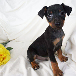 Asher/Miniature Pinscher/Male/11 Weeks,Asher is an adorable Miniature Pinscher puppy who loves to run and play. This sweet guy is very energetic and is ready to join in all of your family fun. He is vet checked and up to date on shots and wormer. Asher has been microchipped, plus comes with a health guarantee provided by the breeder. To learn more about this fun-loving pup, please contact the breeder today!