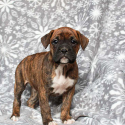 Rainbow/Boxer/Female/6 Weeks,Rainbow is a good looking Boxer puppy that is sure to put a smile on your face. This happy pup can be registered with the ACA and comes with a health guarantee provided by the breeder. She is vet checked and up to date on shots and wormer. To find out how you can welcome Rainbow into your loving home, please contact the breeder today!