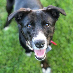 Adopt a dog:Mabyl/ Border Collie Mix/Female/Young,This is a smart dog: fond of puzzle toys, a quick study, and already in gear with several commands. Maybl will thrive with ongoing training. She was quite sick when she came to SCCR but has now recovered and is ready to live life to the fullest. She is doing well with house-breaking, is good on leash, and gets along well with the other dogs in her foster home.A great day for Maybl would be filled with running and play, then an evening spent getting belly rubs and falling asleep on your lap. Don’t you think this would be a great day for you, too?