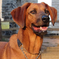 Adopt a dog:Konner/Hound & Labrador Retriever Mix/Male/Adult,Hey! I'm Konner! But I like "Kon-Kon" too.I'm kind of a big deal, not gonna lie. I like to be challenged and with an experienced handler, we could be the best team ever! I get along with cats alright. One of the ones that live in my foster home is mean to me though, and I'll leave the room if he walks in. I do okay with other dogs too. You don't have to worry about me if we go out on the town, because if I see another dog, I pretend like it's not even there. However, I'd probably be happiest if I was the only dog in the home. I don't like to share my stuff with other dogs, but that's understandable, right? I handle strangers in public just fine. But if a stranger pulls up in the driveway, or I see something suspicious going on, I'll let you know.