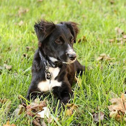 Adopt a dog:Pirate/Border Collie Mix /Male/Puppy,Check out Pirate! He is named perfectly by his personality, cause he is an energetic explorer that likes to live his life! Pirate loves running around playing with toys, exploring the yard or wrestling with foster siblings, Pirate is well socialized and sure to be a great addition to any family. To learn more about this playful pup, please contact the breeder today!