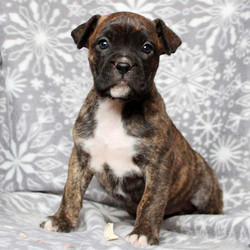 Razzle/Boxer/Female/9 Weeks,Razzle is a good looking Boxer puppy that is sure to put a smile on your face. This happy pup can be registered with the ACA and comes with a health guarantee provided by the breeder. She is vet checked and up to date on shots and wormer. To find out how you can welcome Razzle into your loving home, please contact the breeder today!