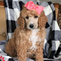 Clara/Poodle/Female/18 Weeks,Here comes Clara, Standard Poodle puppy ready to give you lots of puppy kisses! This happy pup is vet checked and up to date on shots and wormer. Clara can be registered with the AKC and comes with a 1 year genetic health guarantee provided by the breeder. To find out more about this family raised and kid friendly pup, please contact Irma today!