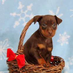 Chocolate Chip/Miniature Pinscher/Male/10 Weeks,Welcome this charming Miniature Pinscher puppy into your loving heart and home. Chocolate Chip loves to play, is being family raised with children and can be registered with the ACA. He will be vet checked, is up to date on vaccinations and dewormer and the breeder also provides a 30 day health guarantee. This little cutie is used to lots of TLC and his mother is the beloved family pet. Chocolate Chip is sure to bring you joy so contact the breeder today to make him all yours!