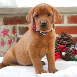 Gabby/Labrador Retriever/Female/7 Weeks,Meet Gabby, a fun-loving Fox Red Lab puppy with lots of spunk. This friendly gal is vet checked and up to date on shots and wormer. She can be registered with the AKC, plus comes with a health guarantee provided by the breeder. Gabby is family raised with children and she loves to romp around and play. To learn more about this charming pup, please contact the breeder today!