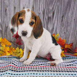 Bea/Beagle/Female/17 Weeks,Bea is an adorable Beagle puppy with an energetic spirit. This cutie will be vet checked and is up to date on shots and wormer. She can be registered with the AKC, plus comes with a health guarantee provided by the breeder. Bea is being raised on the family farm and she loves to romp around and play. To learn more about this friendly gal, please contact John today!