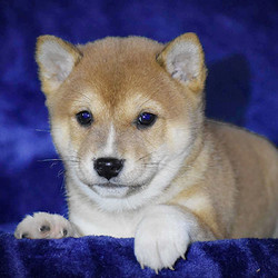 Espen/Shiba Inu/Male/7 Weeks,Meet our frisky, lovable Sheba Inu pup! This puppy has been loved and cuddled since its birth on November 5! This playful baby Sheba Inu loves to frisk & tumble with its litter-mates and our children! It has been examined by our licensed veterinarian and has purebred ACA registration, a fresh health certificate, and 30-day Health Guarantee. Both lovely Sheba Inu parents live at our house and will be here for you to see if you stop by to visit our pup! We gave each one of our pups a name with Olde Nordic Origin! Please call us if you have any questions about our dear, friendly Sheba Inu pup! You can best reach us by calling 570-922-1770. We are located in rural central PA, near Hartleton.