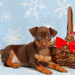 Caramel Crisp/Miniature Pinscher/Male/10 Weeks,Welcome this charming Miniature Pinscher puppy into your loving heart and home. Caramel Crisp loves to play, is being family raised with children and can be registered with the ACA. He will be vet checked, is up to date on vaccinations and dewormer and the breeder also provides a 30 day health guarantee. This little cutie is used to lots of TLC and his mother is the beloved family pet. Caramel Crisp is sure to bring you joy so contact the breeder today to make him all yours!