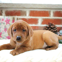 Gabby/Labrador Retriever/Female/7 Weeks,Meet Gabby, a fun-loving Fox Red Lab puppy with lots of spunk. This friendly gal is vet checked and up to date on shots and wormer. She can be registered with the AKC, plus comes with a health guarantee provided by the breeder. Gabby is family raised with children and she loves to romp around and play. To learn more about this charming pup, please contact the breeder today!