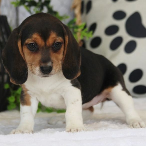 Flora/Beagle/Female/7 Weeks Adopt a dog:Flora/Beagle/Female/7 Weeks,Sweet little Flora is a princess and she knows it! She is already known here for her good looks and knows that she will be a hit with your friends and family. People will not be able to help but stop and stare when they see you out and about together. On top of being a gorgeous puppy, her personality will be sure to draw you in. She is sweet and kind with just the perfect hint of playfulness. Add this regal girl to your home today. Her fairy tale dream is waiting to start and she wants you to be by her side for it all.