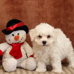 Mistletoe/Bichon Frise/Male/9 Weeks,Mistletoe is an adorable Bichon Frise puppy who is full of fun and spunk. This fabulous pup is prepared to join in all the fun at your place. Mistletoe has been vet checked, is up to date on shots and wormer and comes with a health guarantee provided by the breeder. Plus, he can be registered with the AKC. If you would like to welcome Mistletoe as the newest member of your family, please contact the breeder today!