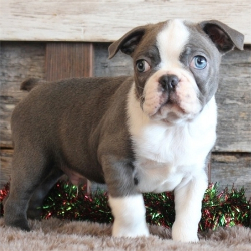 Dalton/Boston Terrier/Male/11 Weeks Adopt a dog:Dalton/Boston Terrier/Male/11 Weeks,My name is Dalton, and I'm an AKC registered Boston Terrier boy. I have a sweet and loving personality. He adores everyone he meets and will make the perfect best friend or little brother. I enjoy chasing after my toys and cuddling in arms. I will arrive up to date on his vaccinations, microchipped, and with a complete vet exam. I love children and get along with other pets.