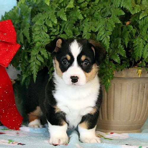 Zane/Pembroke Welsh Corgi/Male/20 Weeks Zane/Pembroke Welsh Corgi/Male/20 Weeks,Meet Zane, an adorable Pembroke Welsh Corgi puppy who is being family raised with children. This adventurous little pup is vet checked, up to date on shots and wormer, plus comes with a 30 day health guarantee provided by the breeder. Zane can be registered with the ACA and he loves to explore! If you would like to welcome him into your family, contact the breeder today!