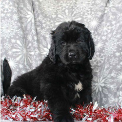 Snowball/Newfoundland/Female/9 Weeks,Check out Snowball! She is a beautiful Newfoundland puppy with a soft and fluffy coat. This friendly gal is vet checked and up to date on shots and wormer. She can be registered with the AKC, plus comes with a health guarantee provided by the breeder. Snowball has a bubbly personality and she loves to romp around and play. To learn more about this charming pup, please contact the breeder today!
