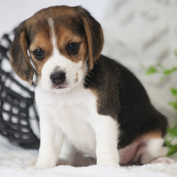 Adopt a dog:Raspberry/Beagle/Female/4 Weeks,Let me introduce you Raspberry, a bubbly Beagle puppy that loves to be near you. This lovely little lady has been family raised with children and can be registered with the UABR. Chad is vet checked, up to date on vaccinations and comes with a health guarantee provided by the breeder. If you are interested in welcoming this playful pup into your family, contact the breeder today!