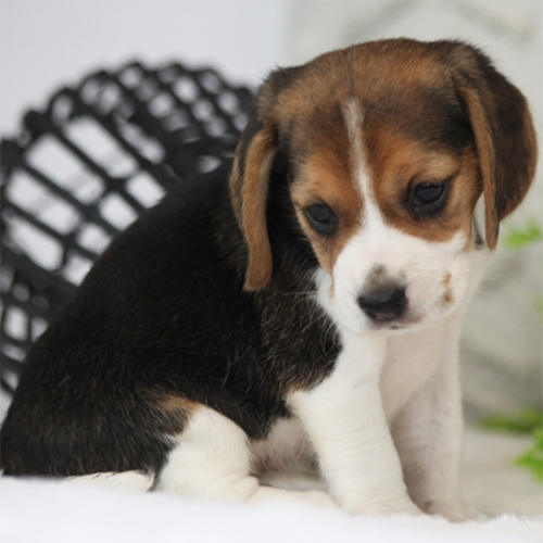 Raspberry/Beagle/Female/4 Weeks Adopt a dog:Raspberry/Beagle/Female/4 Weeks,Let me introduce you Raspberry, a bubbly Beagle puppy that loves to be near you. This lovely little lady has been family raised with children and can be registered with the UABR. Chad is vet checked, up to date on vaccinations and comes with a health guarantee provided by the breeder. If you are interested in welcoming this playful pup into your family, contact the breeder today!