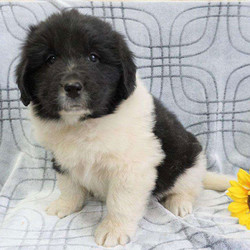 Drew/Newfoundland/Male/9 Weeks,Drew is a sharp looking Newfoundland puppy that can’t wait to spoil you with love. This cutie is family raised around children that cherish him dearly. Drew has a very affectionate personality and will win your heart in a second. He is vet checked and up to date on shots and wormer. He can also be registered with the AKC and comes with a health guarantee provided by the breeder! To welcome this perfect pup into your life, please contact Norman today.
