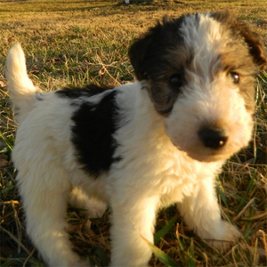 Teddy/Fox Terrier Mix/Male/6 Weeks Adopt a dog:Teddy/Fox Terrier Mix/Male/6 Weeks,Teddy looks a lot like a little fuzzy teddy bear. Teddy lives on a small farm and gets to play outside when the weather is nice. Teddy enjoys being held or playing outside near a tree. Teddy loves hiding around the trunk and carrying around the leaves as they fall. If you are looking for a terrific puppy to join your family, Teddyis your guy.