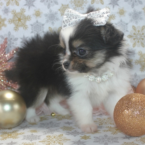 Harper/Chihuahua/Female/ 7 Weeks Adopt a dog:Harper/Chihuahua/Female/ 7 Weeks,This baby girl is sure to steal your heart! Meet Harper. She is a beautiful baby in the color of black, tan and white. Her coat is long and coming in nicely! She has a white ring around her neck that makes her flashy and even more pretty. Harper will be pre-spoiled and socialized and ready to shower you with puppy kisses. Harper is learning new things every day! She loves to run, play and explore the house! She is doing excellent with potty pad training. Harper will also be up to date on vaccinations before departure. Due to her small size, she will need to stay with us a little longer. She is well worth the wait so don't miss out on this precious baby girl!