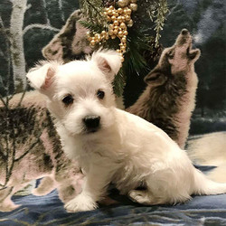 Lance/West Highland White Terrier/Male/10 Weeks,Here comes Lance, a happy and lovable Westie puppy ready to be loved by you! This charming pup is vet checked, up to date on shots and wormer, plus comes with a health guarantee provided by the breeder. Lance is family raised with children and would make a sweet addition to anyone’s family. To find out more about this charming pup, please contact Lois today!