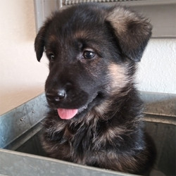 Adopt a dog:Haven/German Shepherd Dog/Female/7 Weeks,She is a precious, perfect puppy! Meet Haven. She is the lifelong companion you’ve been looking for. She loves to be held and spoiled. When arriving to her new home, Haven will be up to date on vaccinations, vet checked, and pre-spoiled. After a long day at work, this cutie will surely make your day with all her puppy kisses waiting at the door. Haven loves to cuddle and just relax while getting her belly rubbed. Hurry! She can’t wait to start sharing her love with her new family!