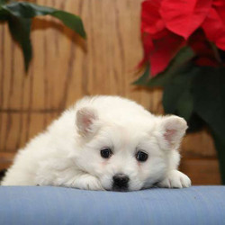 Nadia/American Eskimo Dog/Female/9 Weeks,Here comes Nadia, a cuddly American Eskimo puppy ready to be your new best friend! This pup is vet checked, up to date on shots and wormer, plus comes with a health guarantee provided by the breeder. Nadia loves to snuggle. To find out more about this sweet pup, please contact the breeder today!