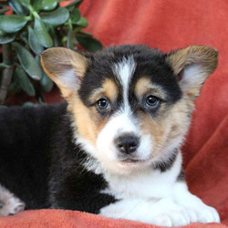 Dakota/Pembroke Welsh Corgi/Male/11 Weeks,Here comes Dakota! This lovable Pembroke Welsh Corgi puppy will just steal your heart! He is vet checked and up to date on shots and wormer plus the breeder provides a health guarantee for Dakota. He can also be registered with the ACA. To learn more, please contact the breeder today!