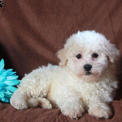 Dexter/Bichon Frise/Male/11 Weeks,Check out Dexter! This sweet Bichon Frise pup is vet checked, up to date on shots and dewormer, plus the breeder provides a 30 day health guarantee. Dexter loves to play and is ready to snuggle his way into your heart. If you would like to welcome him into your family, contact the breeder today!