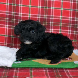 Bambi/Maltipoo/Female/11 Weeks,Say hello to Bambi, a shy Maltipoo puppy ready to cuddle up with you! This happy pup will be vet checked, up to date on shots and wormer, plus comes with a health guarantee provided by the breeder. Bambi is family raised with children and would make a sweet addition to anyone’s family. To find out more about this kissable pup, please contact Levi today!