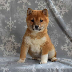 Winslet/Shiba Inu/Female/14 Weeks,Meet Winslet, a spunky Shiba Inu puppy who is being family raised with children. This soft coated pup is vet checked, up to date on shots and dewormer, plus comes with a one year genetic health guarantee provided by the breeder. Winslet can be registered with the ACA and is very well socialized. To learn more about bringing her home, contact the breeder today!