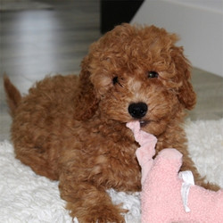 Beckham/Goldendoodle/Male/13 Weeks,Beckham loves cuddling and is a sassy little Goldendoodle. He loves attention! Beckham is just as playful and lovable as they come. He will be sure to be the talk of your town. Beckham will be sure to come home to you up to date on his puppy vaccinations and vet visits. Don’t let this handsome baby boy slip away from you. He will be sure to make that perfect loving addition that you have been searching for.