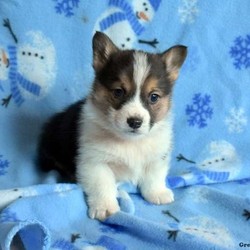 Hudson/Pembroke Welsh Corgi/Male/9 Weeks,Meet Hudson, a sweet Pembroke Welsh Corgi puppy who is well socialized. This cute pup is vet checked, up to date on shots and dewormer, plus comes with a 30 day health guarantee provided by the breeder. Hudson is family raised with children and he loves to cuddle. If you would like to bring him home, contact the breeder today!