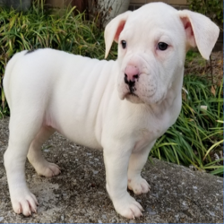 Blanca/American Bulldog/Female/14 Weeks,“Well, hello there! My name is Blanca, and it’s a pleasure to meet you. I am looking for the perfect family for me. I love being the center of attention and making my friends and family laugh. I am the all-around perfect pup! I look forward to my walks and nap times. Just put on a good movie and I will be there curled up right next to you before you know it. I promise to come home up to date on my puppy vaccinations and pre-spoiled. I am a very happy, healthy puppy and I am sure I will make that perfect addition to your loving family. Make me the newest member and I will be sure to have puppy kisses waiting just for you.”