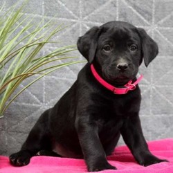 Midnight/Labrador Retriever/Male/13 Weeks,Say hello to this lovable Labrador Retriever puppy, Midnight! This friendly little girl is vet checked, up to date on shots and dewormer, plus the breeder provides a 30 day health guarantee. Midnight is used to children and can be registered with the ACA. If you are interested in welcoming this outgoing pup into your family, contact the breeder today!