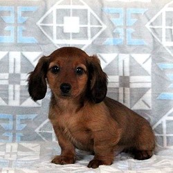 Snickers/Dachshund/Male/12 Weeks,Snickers is a lovable Dachshund puppy that has a sweet nature! He has been vet checked and is up to date on all shots and wormer. This gentle pup can be registered with the ACA and the breeder provides a health guarantee. Please call the breeder today to find out if Snickers is the right puppy for you!