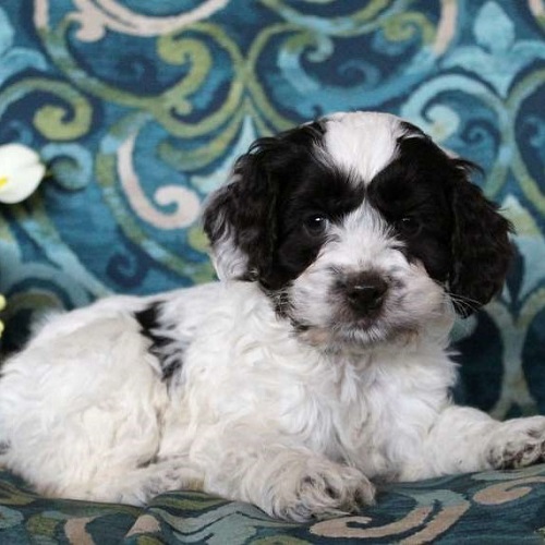 Pearl/Cockapoo/Female/14 Weeks Pearl/Cockapoo/Female/14 Weeks,Pearl is a lovable Cockapoo puppy who is quite playful. She is vet checked, up to date on shots and wormer, plus comes with a health guarantee provided by the breeder. Pearl is being family raised with children. To find out how you can welcome her into your heart and home, please contact the breeder today!