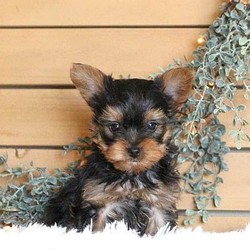 Wrangler/Yorkshire Terrier/Male/9 Weeks,Check out Wrangler, an adorable Yorkshire Terrier puppy who is family raised with children. This spunky little fella is vet checked, up to date on shots and dewormer, plus comes with a 30 day health guarantee provided by the breeder. Wrangler can be registered with the ACA and can’t wait to meet you! To learn more about bringing him home, contact the breeder today!