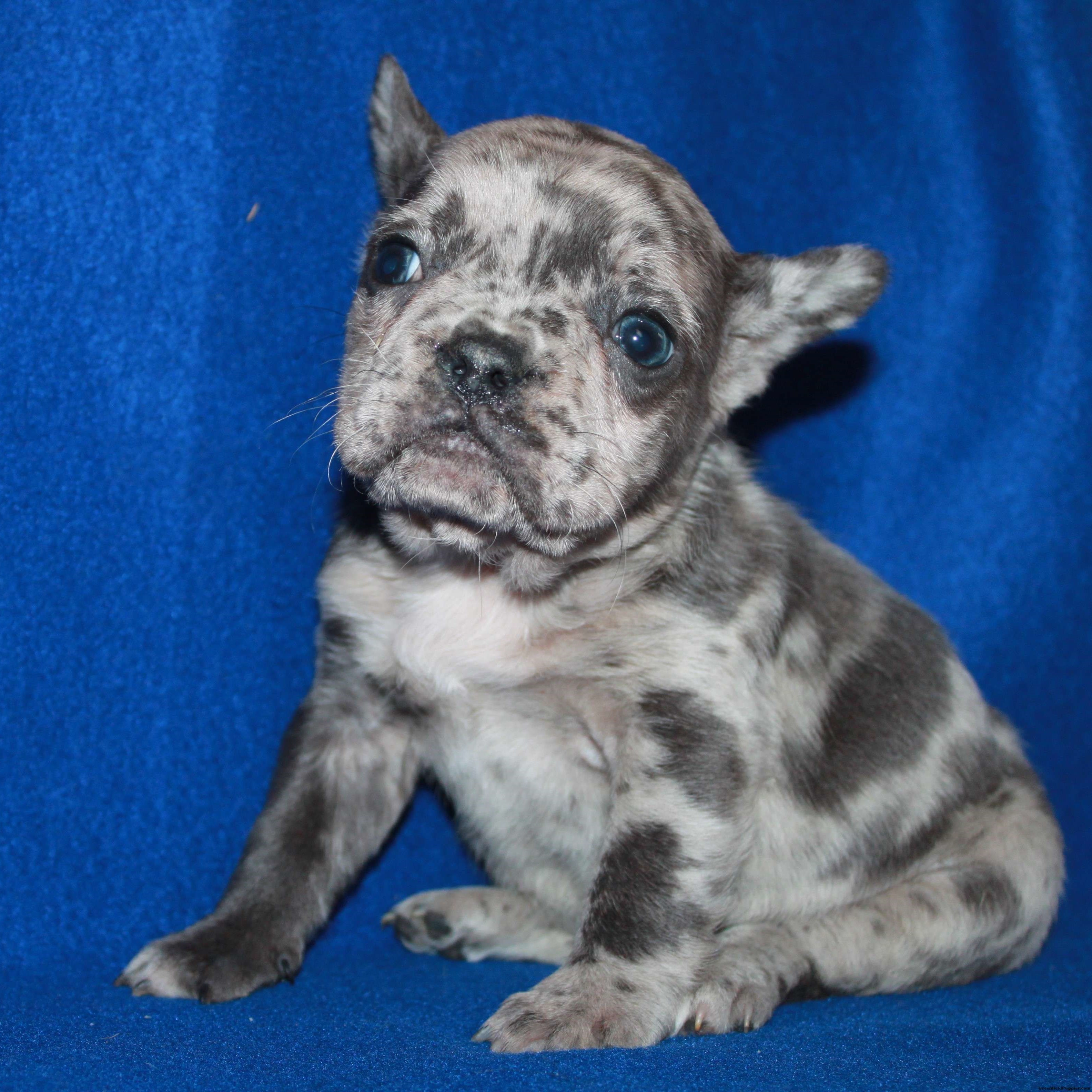 Female French Bulldog is available for sale- Dog the Love