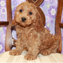 Cory/Cockapoo/Male/16 Weeks,"My name is Cory! Am I not the cutest puppy you've ever seen? That's what everyone keeps telling me. And not only am I cute, but I have a great personality too. I love to be around people and you will definitely enjoy being with me! Before arriving home to you I will be up to date on my vaccinations and pre-spoiled. I will make the perfect best friend and companion! So, what are you waiting for? Choose me today!"