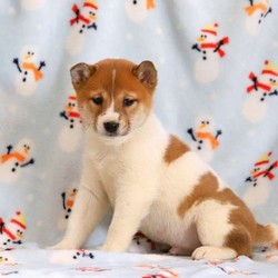 Ace/Shiba Inu/Male/12 Weeks,Check out Ace! He is a happy Shiba Inu puppy with a spunky personality. This fun-loving fella can be registered with the ACA, plus comes with a health guarantee provided by the breeder. He is vet checked and up to date on shots and wormer. Ace is socialized with children and he loves to run and play. To learn more about this bouncy pup, please contact the breeder today!