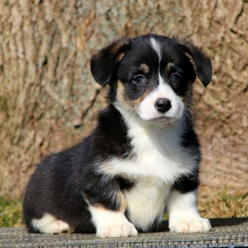 Darla/Pembroke Welsh Corgi/Female/11 Weeks Darla/Pembroke Welsh Corgi/Female/11 Weeks,Meet Darla, a lovely Welsh Corgi puppy who is fun and playful. This pup is vet checked, up to date on shots and wormer plus the breeder provides a 1 year genetic health guarantee. And, Darla can be registered with the ACA. To learn more about this happy gal, call the breeder today!