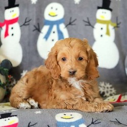 Moose/Cockapoo/Male/11 Weeks,Bright eyed and busy tailed, this adorable Cockapoo puppy is ready to find a warm lap to snuggle in and someone to go on all sorts of adventures with him. Moose has a sweet nature and outgoing personality. Being socialized with children, this terrific puppy is ready to go! Along with all his wonderful qualities Moose is vet checked and current on shots and wormer. Plus, the breeder provides health guarantee. Don’t let this adorable puppy get away! Contact the breeder today!