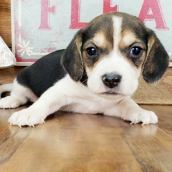 Tilly/Beagle/Female/13 Weeks,Tilly is a calm and loving puppy. She just loves to lie on your lap and be loved. After a long day of playing with her toys, she can just relax on her bed and catch some puppy snoozes. When arriving to her new home, Tilly will come up to date on vaccinations, vet checked, and pre-spoiled! She would love to be your best friend. Hurry, her bags are packed and she’s ready to venture to her new home!