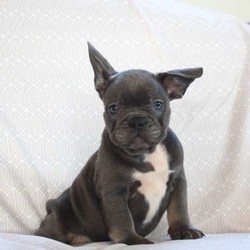 Lenny/French Bulldog/Male/12 Weeks,Lenny is a bubbly French Bulldog puppy with a sweet disposition. This stunning pup is vet checked and up to date on shots and wormer. He can be registered with the AKC, plus comes with a health guarantee provided by the breeder. To learn more about Lenny and all of his amazing qualities, please contact the breeder today!