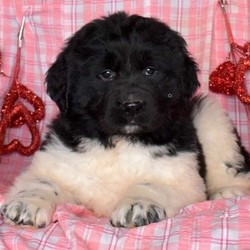 Dottie/Newfoundland/Female/12 Weeks,Meet Dottie, a friendly Newfoundland puppy who is being family raised with children. This cute pup is vet checked, up to date on shots and dewormer, plus comes with a 30 day health guarantee provided by the breeder. Dottie can be registered with the AKC and she is well socialized. If you are interested in welcoming one of these cuddly pups into your family, contact Mr. King today!