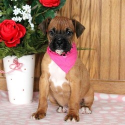 Ajay/Boxer/Male/14 Weeks,This sharp looking Boxer puppy is vet checked and has a health guarantee through the breeder. Plus, he is up to date on immunizations and wormer. Ajay has a sweet nature and a gentle spirit! He is waiting for a new family to love on him! Are you interested in this lovable guy? Please give the breeder a phone call to find out more information!