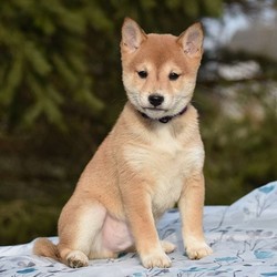 Arvid/Shiba Inu/Male/15 Weeks,Note from the breeder:Meet our frisky, lovable Sheba Inu pup! This puppy has been loved and cuddled since its birth on November 5! This playful baby Sheba Inu loves to frisk & tumble with its litter-mates and our children! It has been examined by our licensed veterinarian and has purebred ACA registration, a fresh health certificate, and 30-day Health Guarantee. Both lovely Sheba Inu parents live at our house and will be here for you to see if you stop by to visit our pup! We gave each one of our pups a name with Olde Nordic Origin! Please call us if you have any questions about our dear, friendly Sheba Inu pup! You can best reach us by calling 570-922-1770. We are located in rural central PA, near Hartleton.